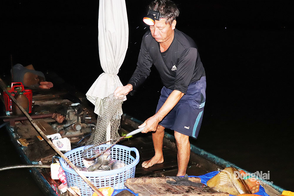 Ngư dân thu gom cá đem bán cho chủ vựa ở bến cá Phú Cường (H.Định Quán). Ảnh: T.Nhân