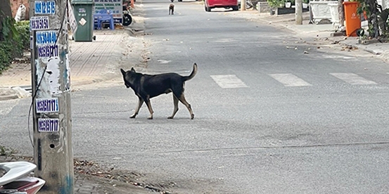 Chó thả rông trong khu dân cư ở KP.7 (P.Thống Nhất, TP.Biên Hòa). Ảnh: GIA AN