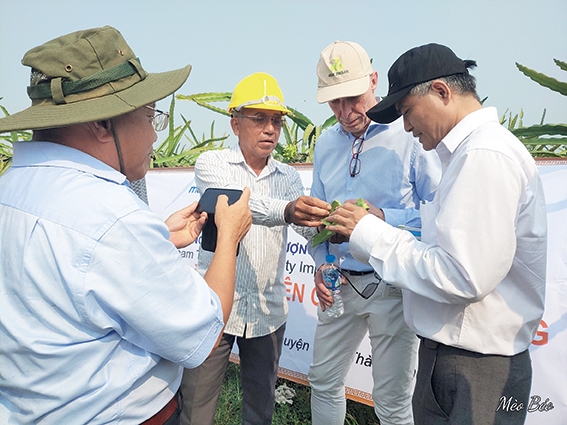 Các chuyên gia của dự án Nâng cao chất lượng trái cây nhiệt đới Việt Nam làm việc với nông dân tại tỉnh Long An. Ảnh: NVCC