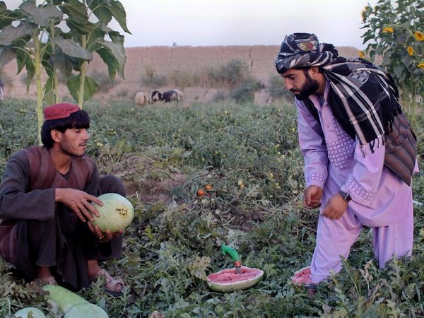 Một phần số tiền viện trợ của EU sẽ được phân bổ cho các ngành nông nghiệp, phát triển nông thôn của Afghanistan. (Nguồn: AFP)