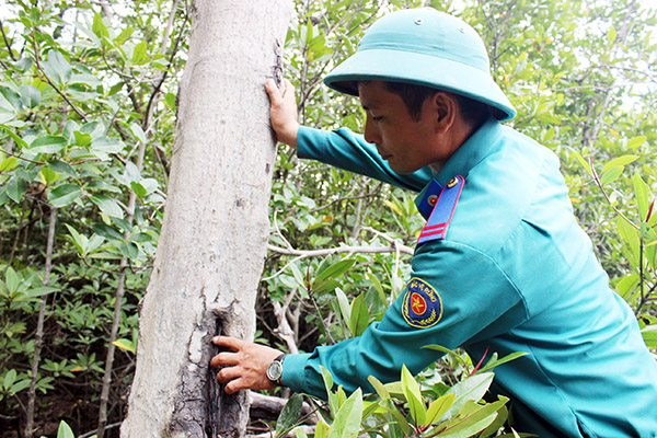 Trong phương án quản lý rừng bền vững, khi phát hiện cây già bị sâu bệnh, các bảo vệ cũng ghi nhận để lập báo cáo đề xuất biện pháp xử lý