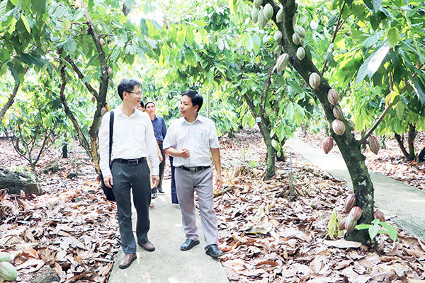 PGS-TS Phạm Văn Hùng (trái) về làm việc với Công ty TNHH Ca cao Trọng Đức (H.Định Quán)