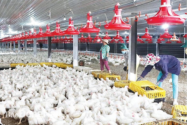 Trại chăn nuôi gà an toàn dịch bệnh đáp ứng tiêu chuẩn xuất khẩu đi thị trường Nhật Bản tại H.Long Thành