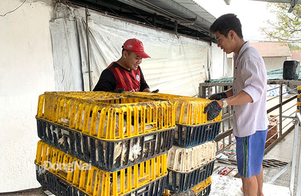 Trang trại nuôi gà xuất khẩu của HTX Nông nghiệp công nghệ cao Long Thành Phát (TT.Long Thành, H.Long Thành). Ảnh: Bình Nguyên