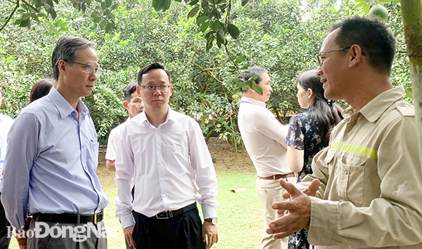 Đoàn giám sát Ban Thi đua - khen thưởng Trung ương tham quan mô hình vườn bưởi sản xuất theo hướng hữu cơ tại xã Bình Lợi, H.Vĩnh Cửu