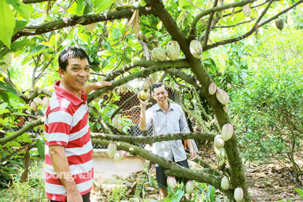 Nông dân thu hoạch ca cao tại ấp An Bình, xã Trung Hòa, H.Trảng Bom. Ảnh: B.Mai